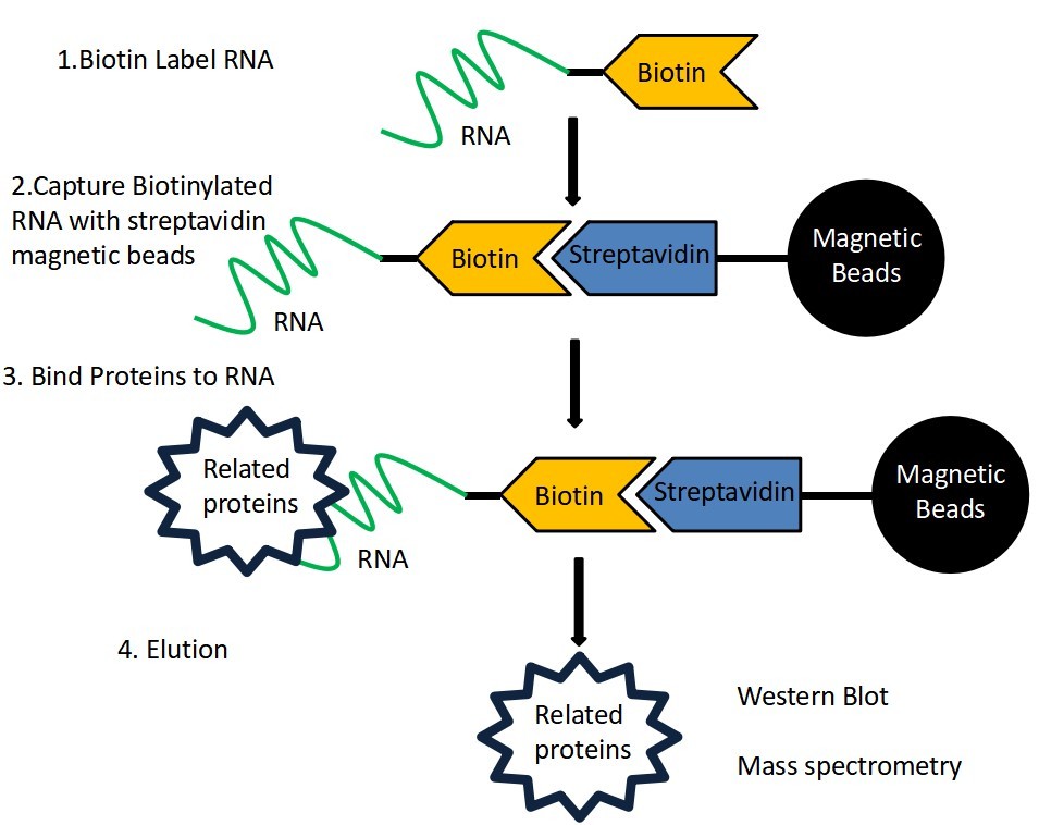 miRNA/mRNA/lncRNA/circRNA RT-qPCR